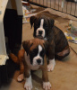 Elsa x Recon puppies